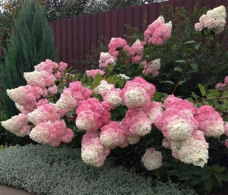 Саженцы кустарников - Гортензия Метельчатая Пинки Винки Опт фото 1