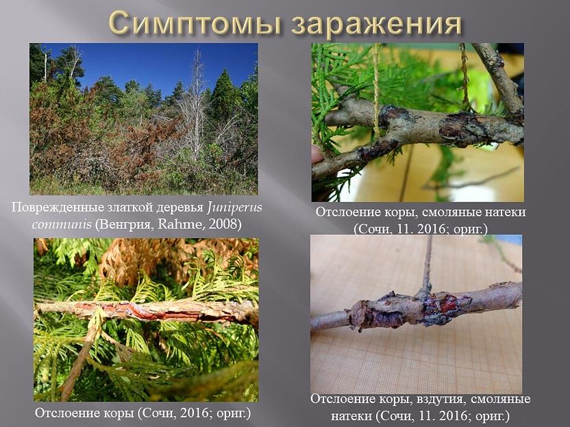 ЗлаткаБой Универсальный концентрат Элис&Тор №2.5  1 л ОПТ фото 4