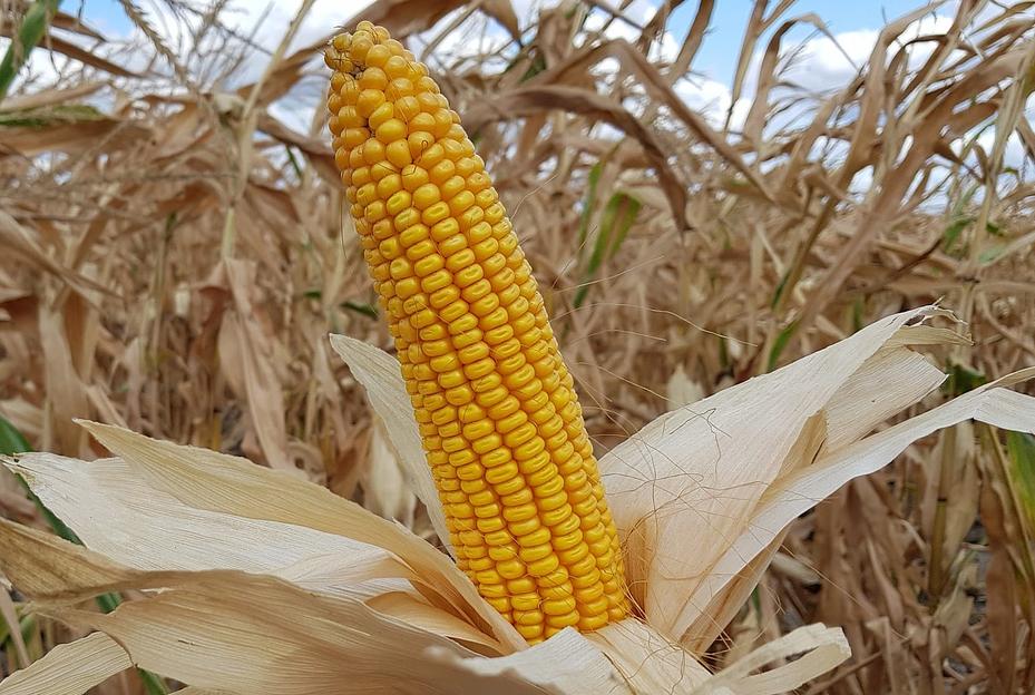 Семена кукурузы сорта Краснодарский 194 МВ (ФАО 190) в мешках по 25 кг фото 1