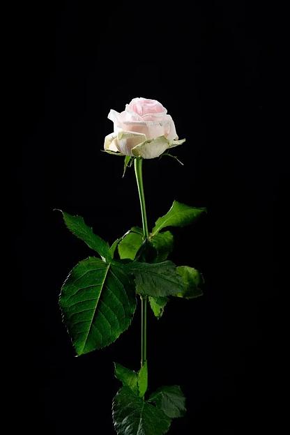 Роза «Sweet revival» фото 1