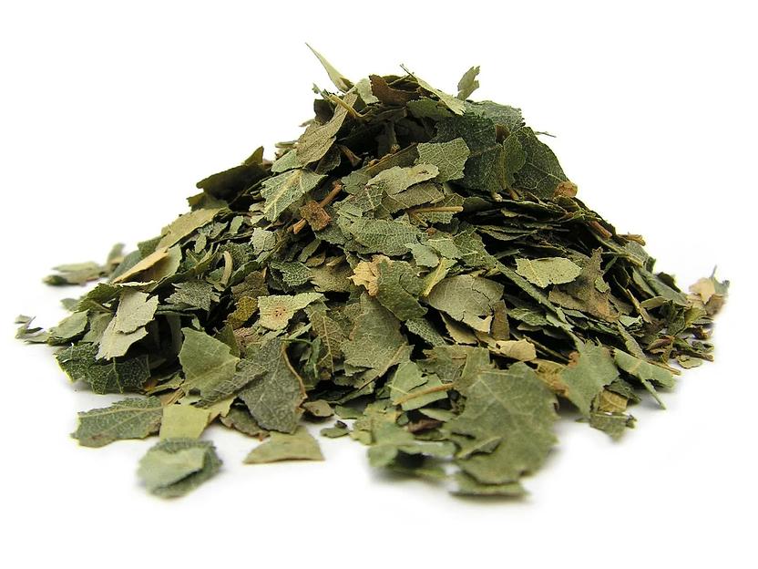 Листья берёзы фото 1