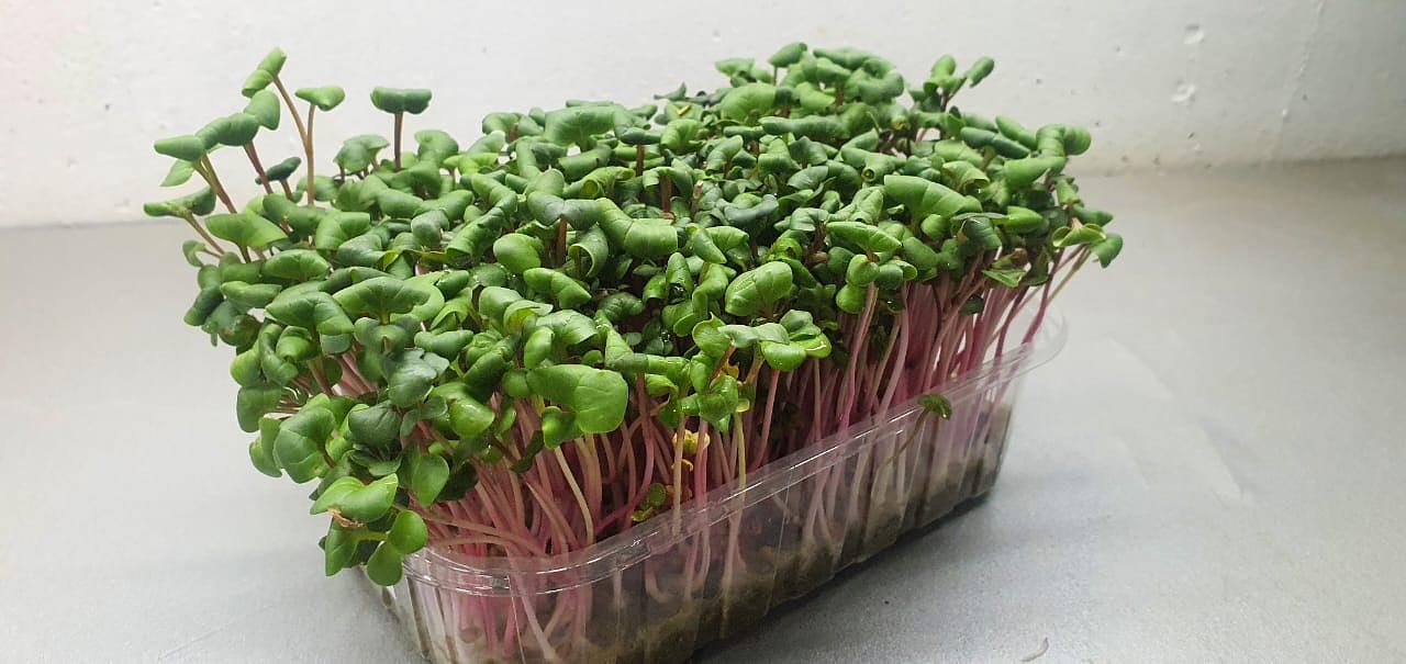 Микрозелень редис Red coral ОПТ фото 3