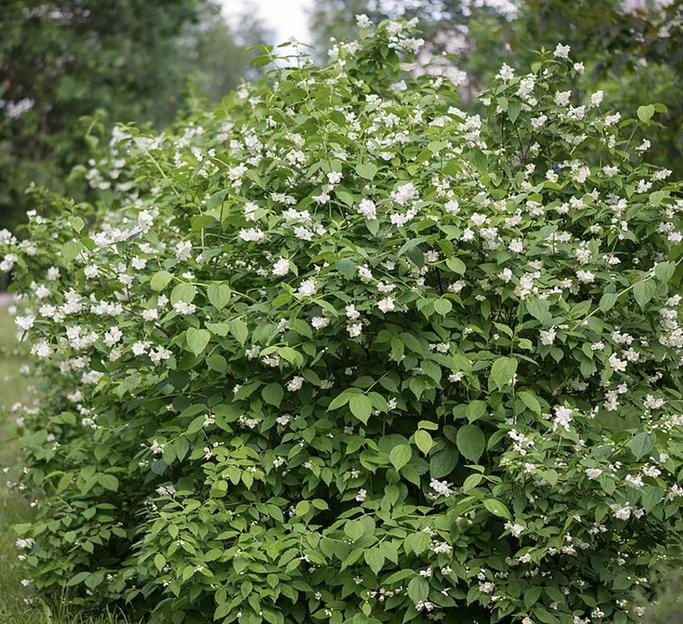 Саженцы кустарника Чубушник венечный фото 1