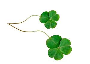 Удобрение для роста растений «Изагри Молибден» 10 л опт фото 2