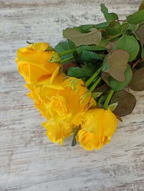 Розы сорта Пенни Лейн ОПТ фото 3