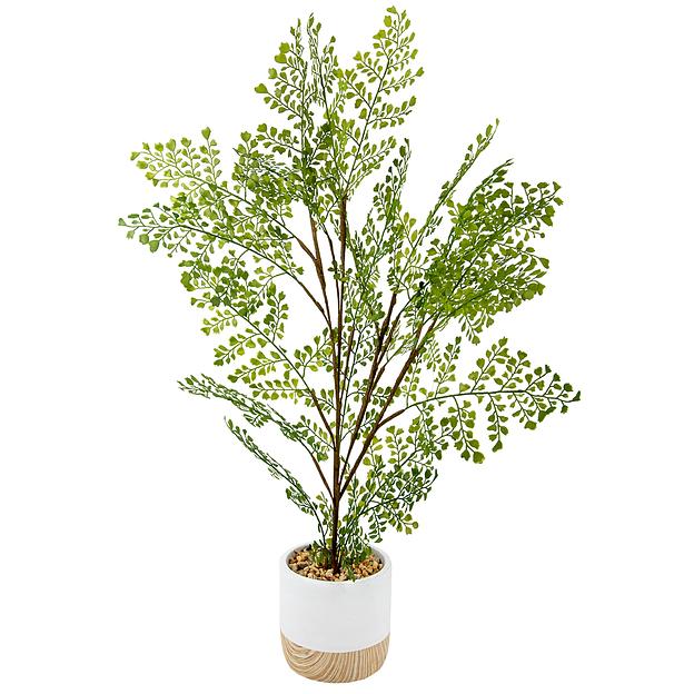 Папоротник курчавый в цементном горшке, Д125 Ш125 В710 фото 1