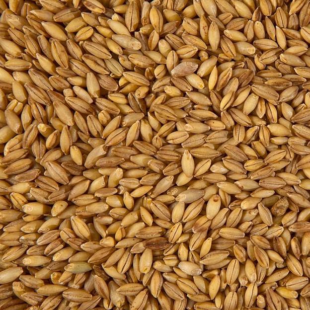 Ячмень фото 1