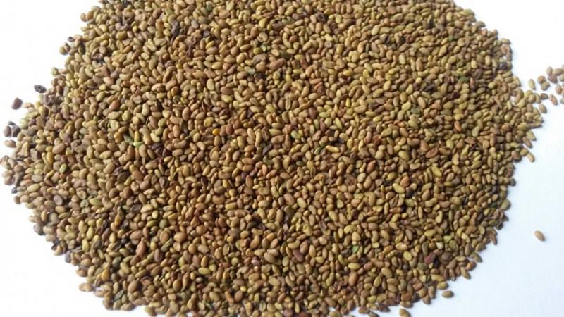 Семена «Люцерна» фото 1