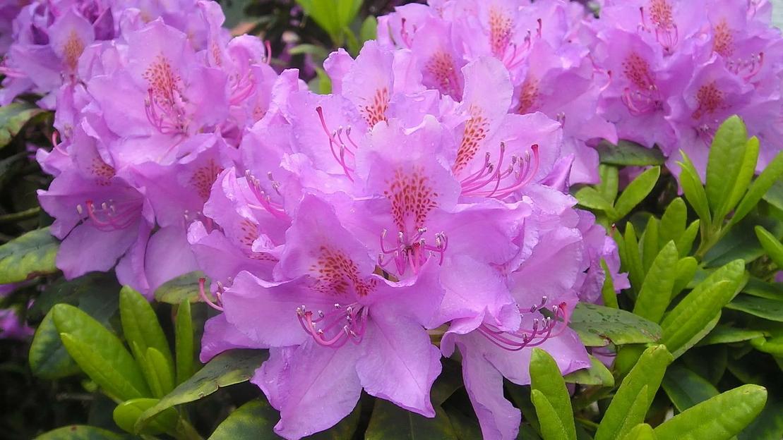 Азалия\Рододендрон( Rhododendron Brigitte) опт фото 1