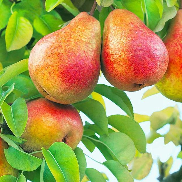 Саженцы плодовых культур — Груша «Фаворитка», опт фото 1