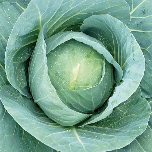 Семена МОРЕСЕМЯН Капуста белокочанная «Бухарест F1» (Seminis) фото 1