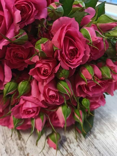 Розы сорта Пинк Дайменшен ОПТ фото 3