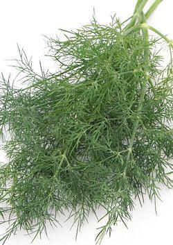 Семена укропа «Алмаз» опт фото 1