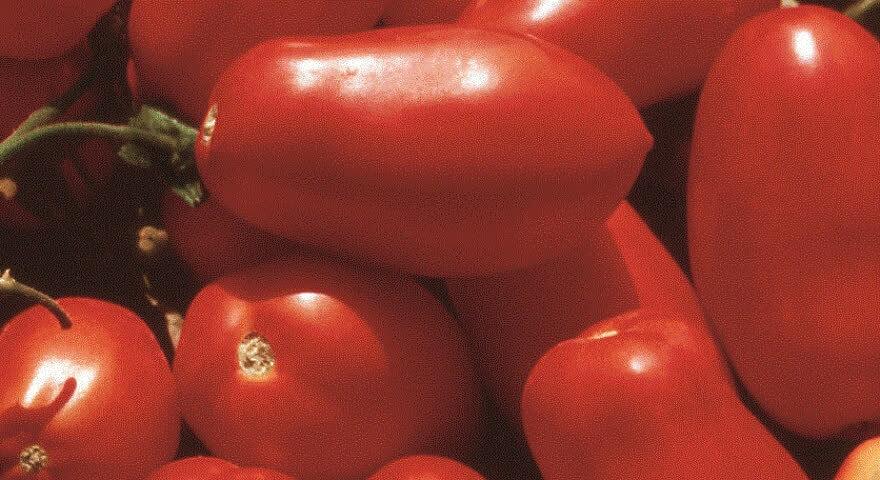 Семена томата детерминантного Seminis «Гердон» F1 опт фото 1