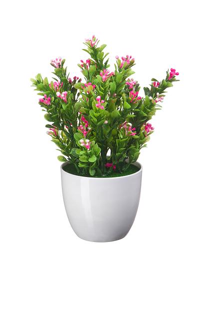 Нертера в кашпо, Д90 Ш90 В220, розовый фото 1