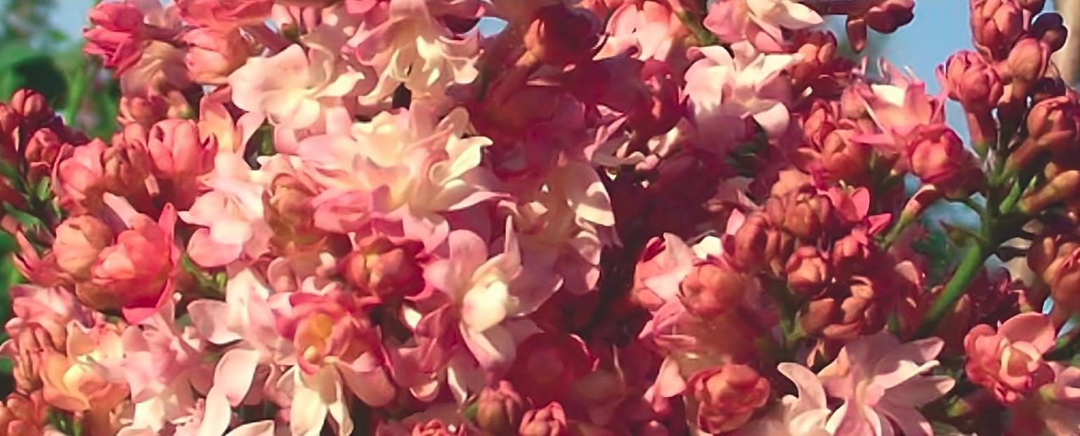 Сирень «Гарсиа Лорка» опт фото 1