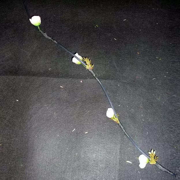 Сухоцвет с цветочками 888-9 60см фото 1