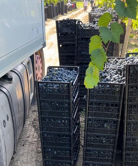 Ящик для яблок, пекинской капусты, винограда, рыбы (до 16-18кг) фото 4