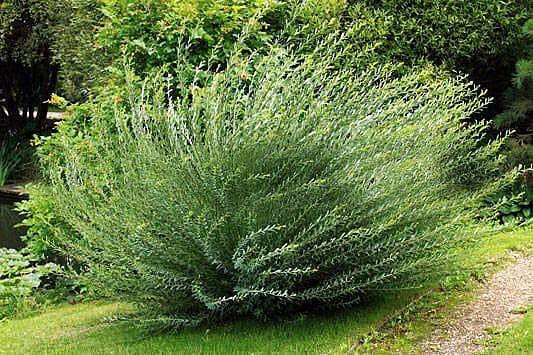 Саженцы кустарников - Ива Пурпурная «Маяк» фото 1