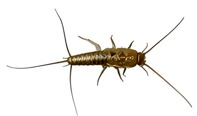 Услуга по уничтожению чешуйницы в Краснодаре фото 1