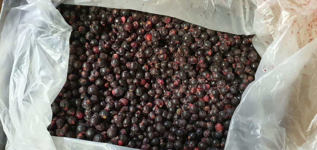 Черная смородина замороженная Россия опт фото 1