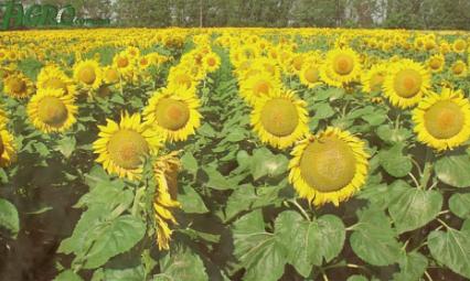 Семена Кайзер Экспресс фото 1