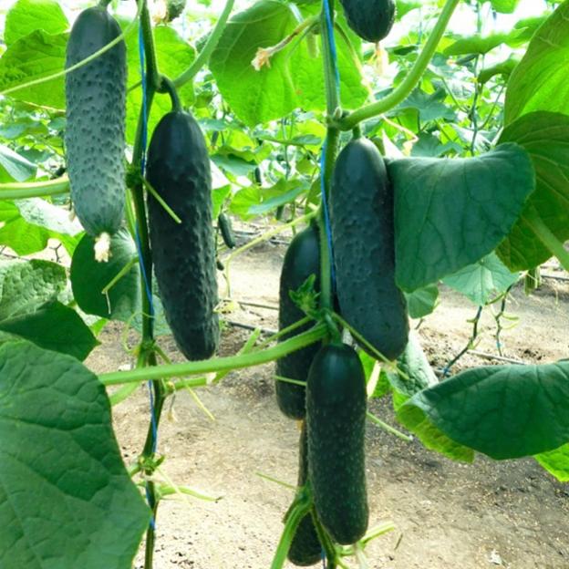 Семена огурца Nongwoo Bio «Арап» F1 опт фото 1