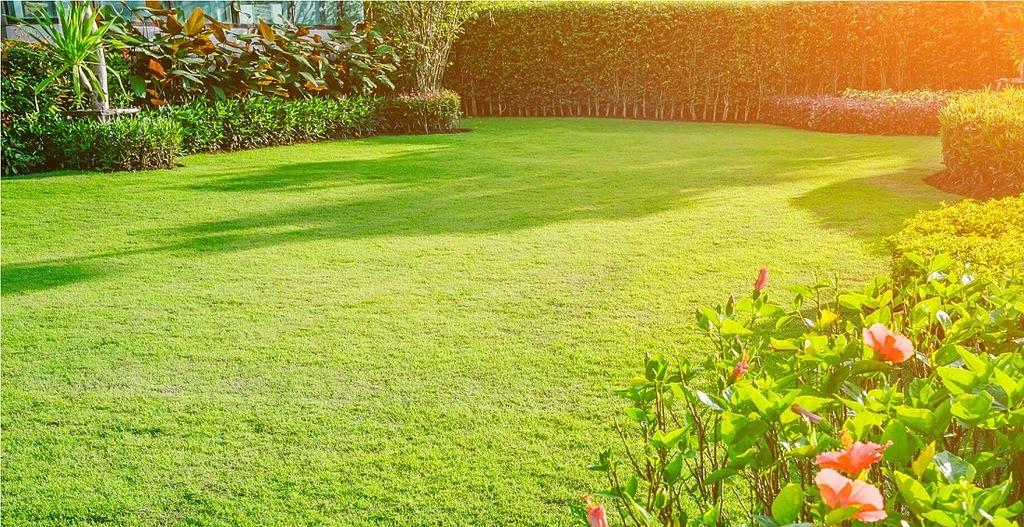 Трава газонная Универсальная травосмесь ОПТ фото 1