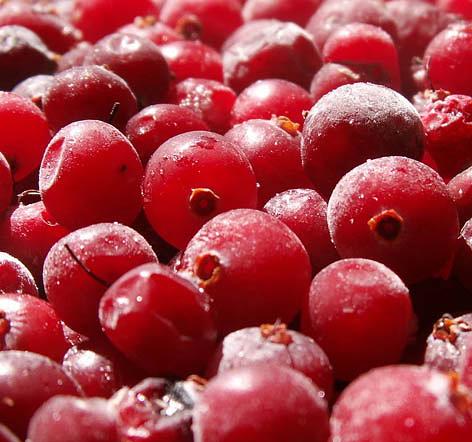 Брусника дикорастущая опт фото 1