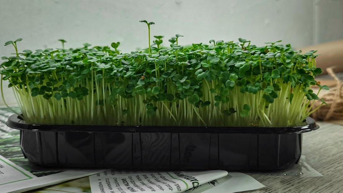 Микрозелень руккола ОПТ фото 1