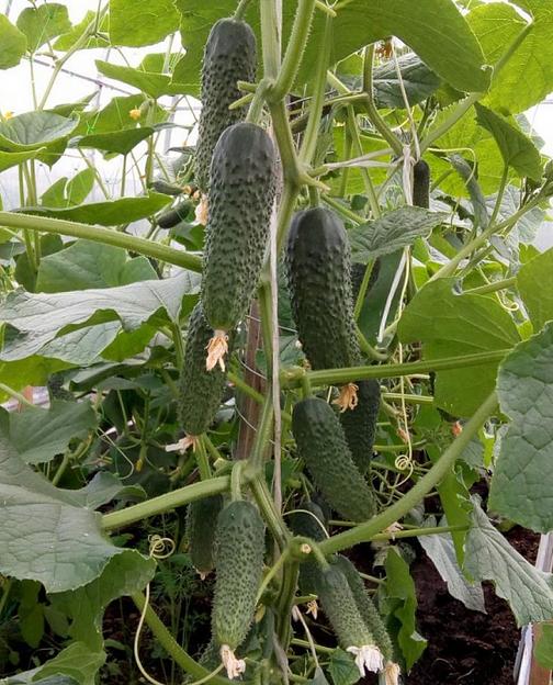 Семена огурца Nongwoo Bio «Арагорн» F1 опт фото 1