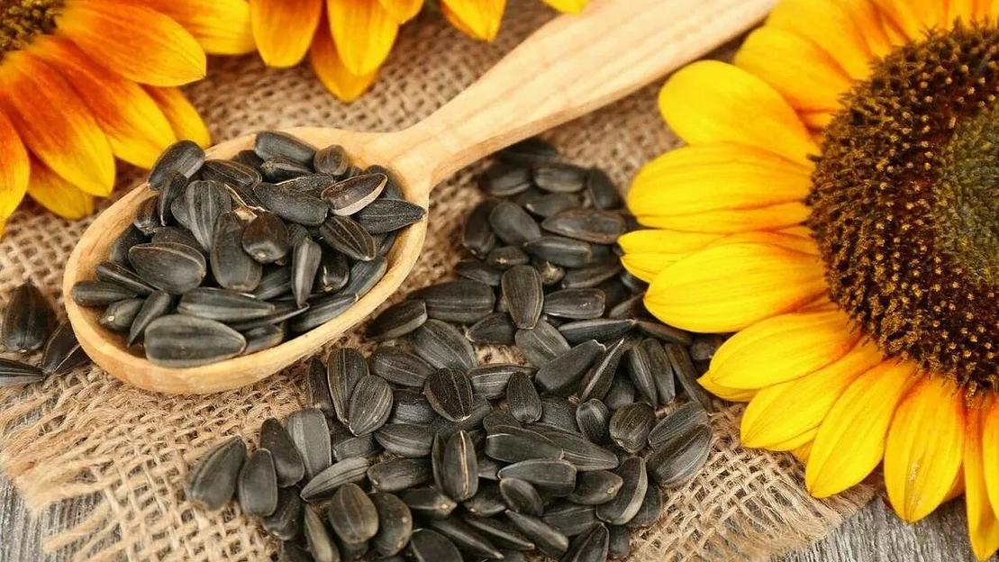 Зёрна подсолнечника ОПТ фото 1