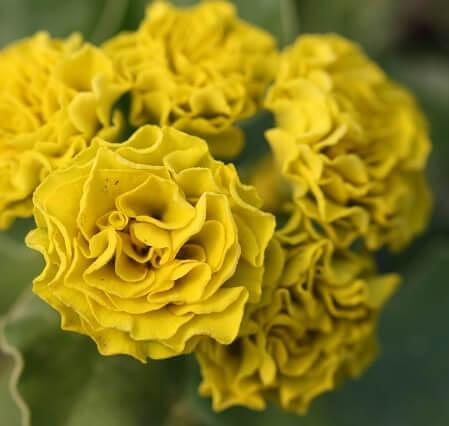 Декоративные саженцы - Примула ушковая Forest Lemon фото 1