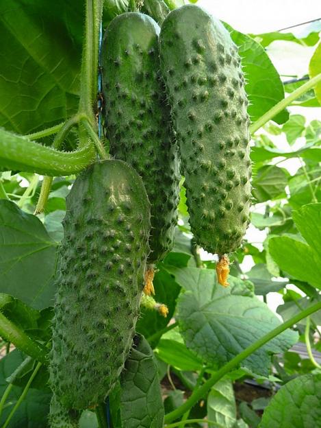 Семена огурца Bejo Zaden «Аристан» F1 опт фото 1