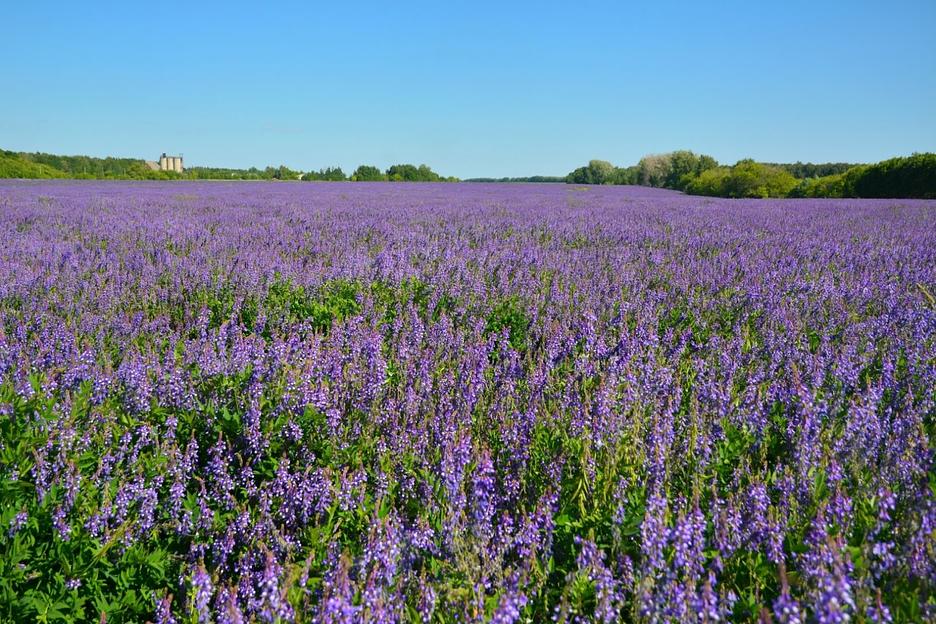 Семена люцерны Barenbrug «Артемис» ОПТ фото 2