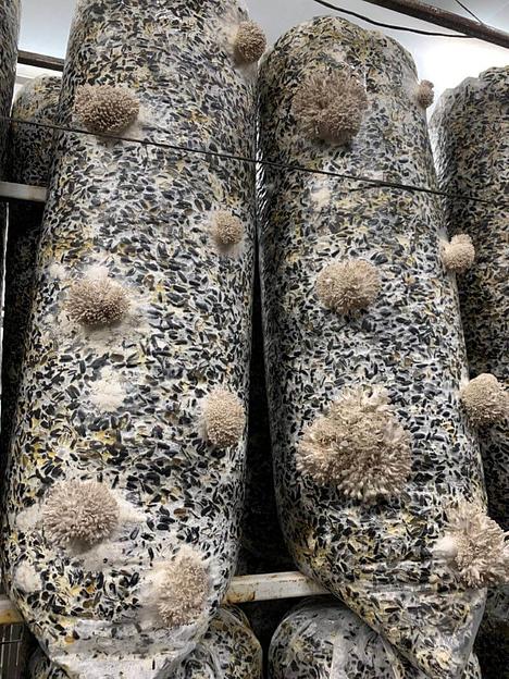 Субстратные блоки ОПТ фото 1