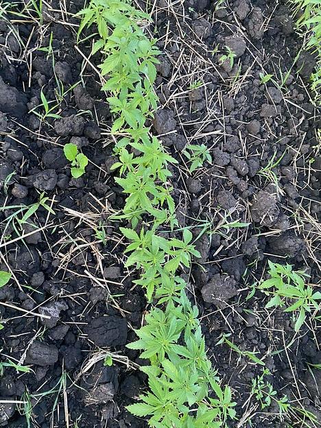 Конопляный чай CBD, 20 г ОПТ фото 4