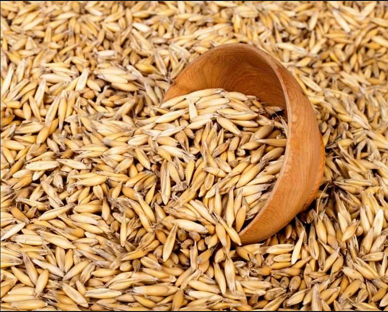 Овес фуражный кормовой фото 1