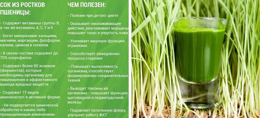 Сок из ростков пшеницы «Витграсс» ОПТ фото 3