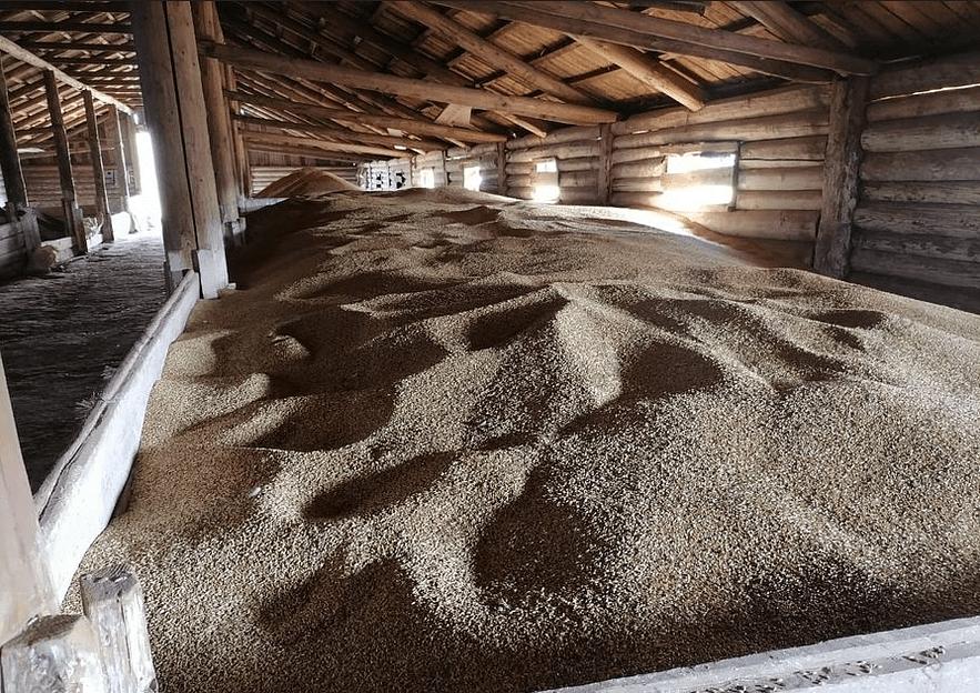 Семена Ячменя сорт «Нур» фото 1