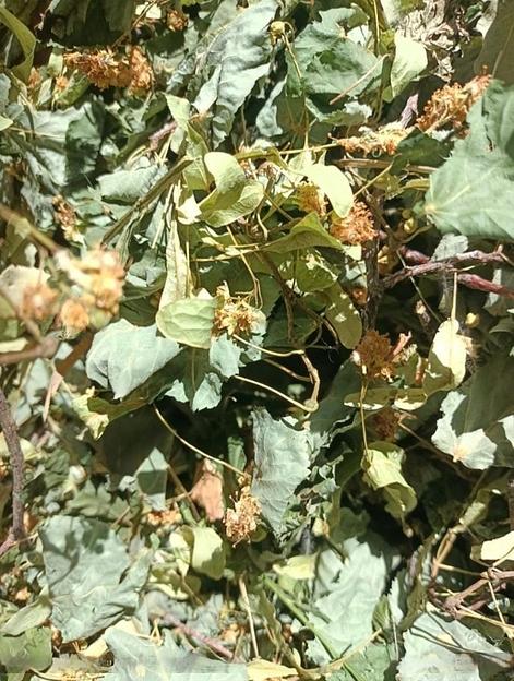 Липа цвет с листом. ОПТ фото 1