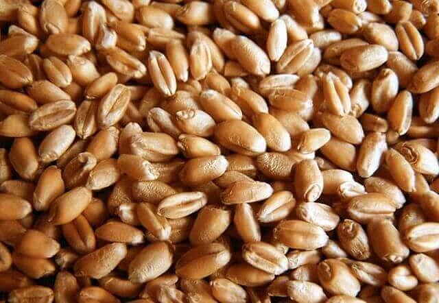 Семена озимой пшеницы «Московская 39» РС-1 опт фото 1