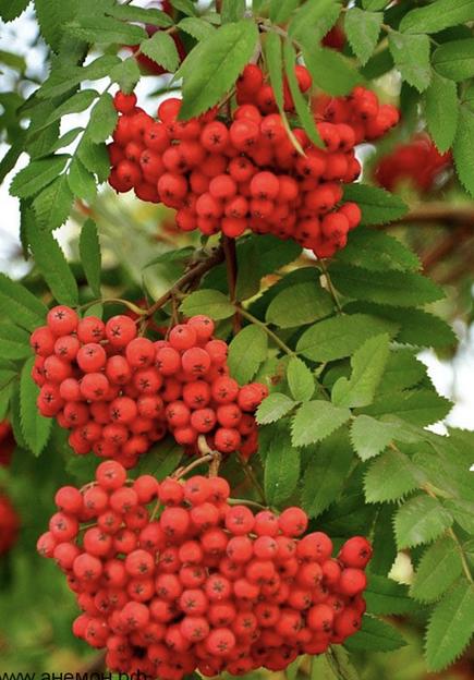 Саженцы рябины обыкновенной от 1 до 3 м фото 1