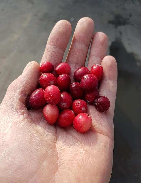 Клюква замороженная садовая А класса опт фото 3