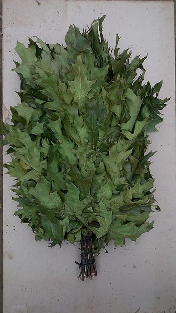 Веник Канадский дуб ОПТ фото 1