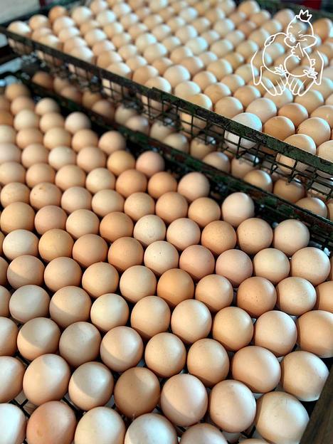 Инкубационное яйцо птицы ОПТ фото 1