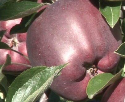 Саженец «Яблоня М-9» фото 6