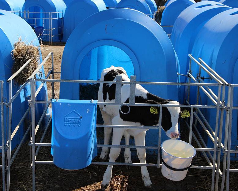 Индивидуальный домик теленка «Комфорт мини» фото 1