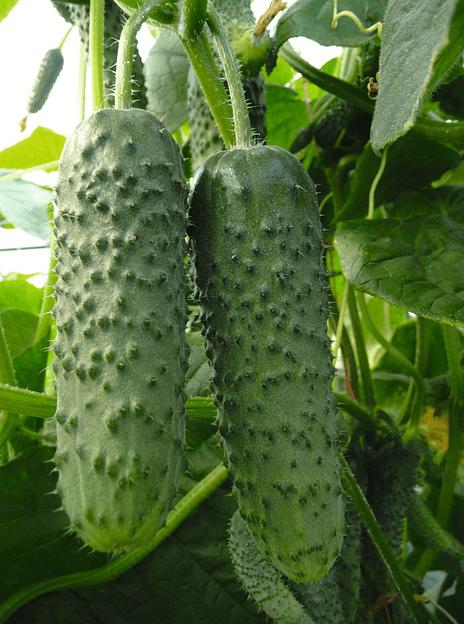 Семена огурца Bejo Zaden «Анзор» F1 опт фото 1