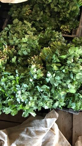 Свежая зелень «Кинза», опт фото 2